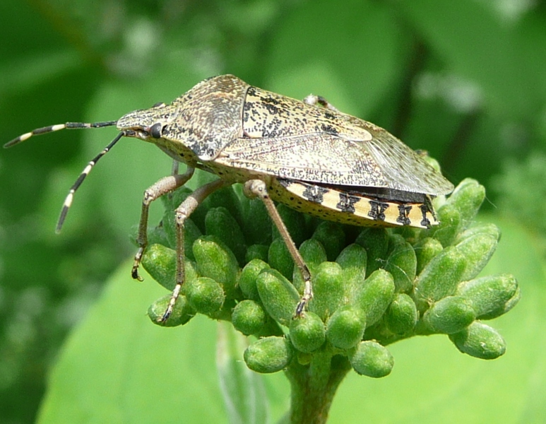 Pentatomidae: Rhaphigaster nebulosa del Veneto (Treviso)